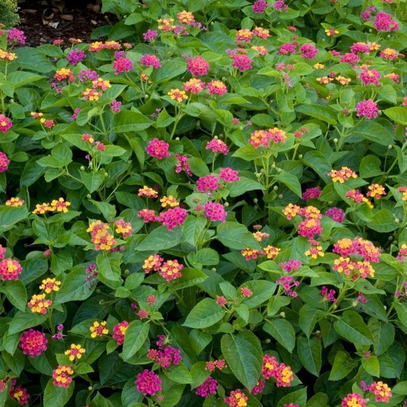 Lantana: Colorful Clusters, Concealed Danger