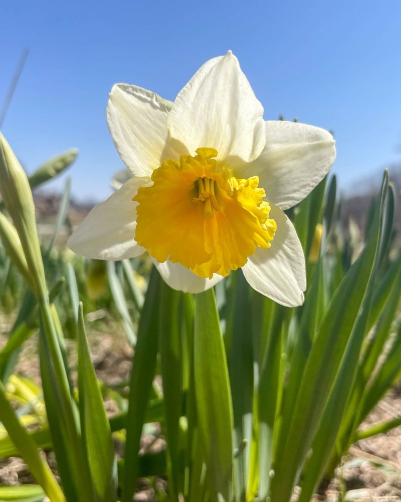 Daffodil