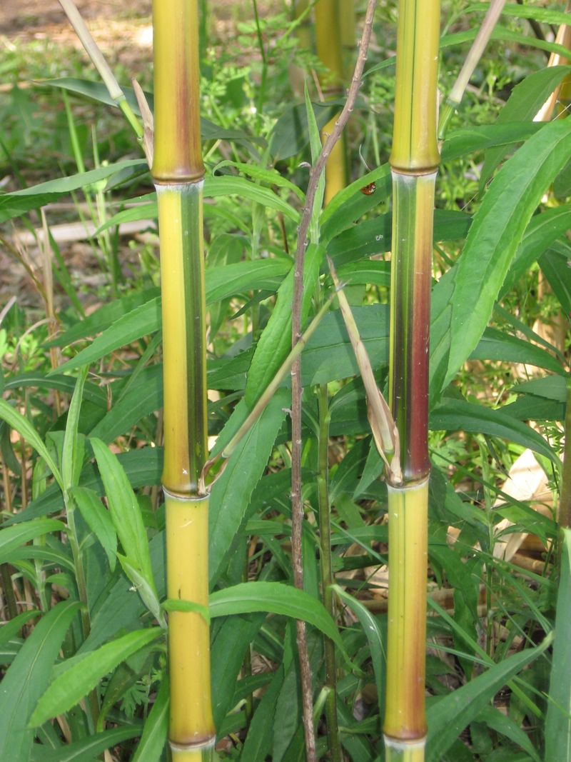 Running Bamboo
