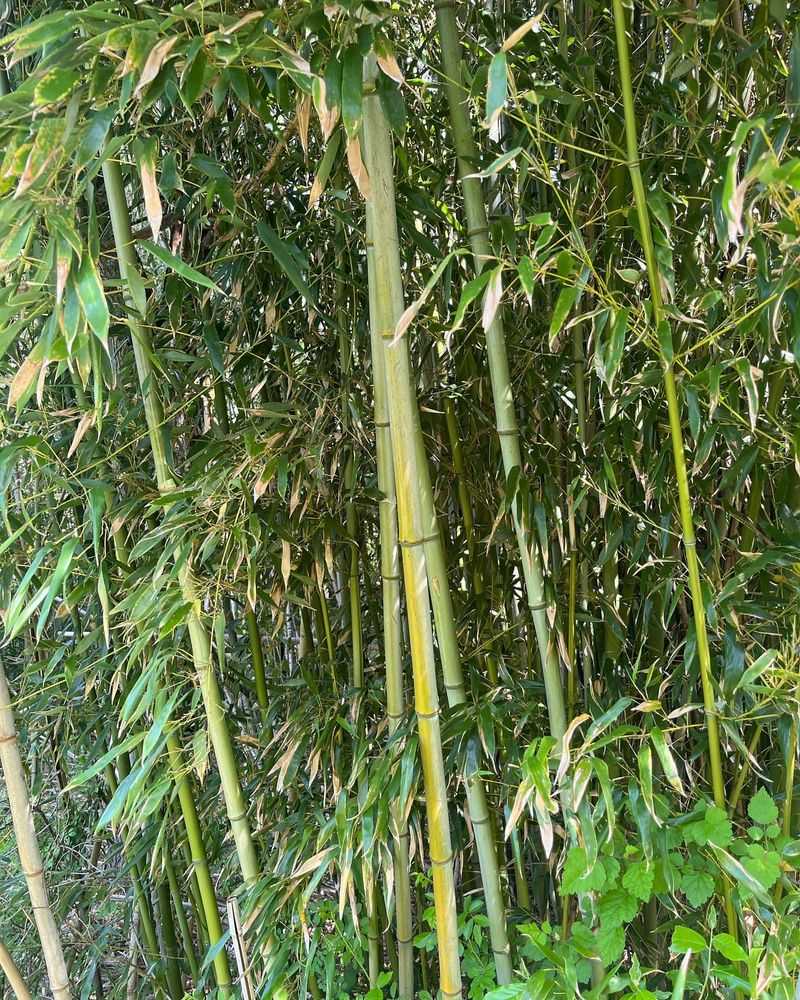 Invasive Bamboo