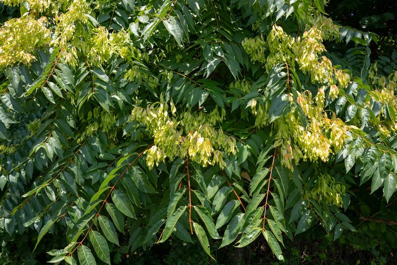 Tree of Heaven