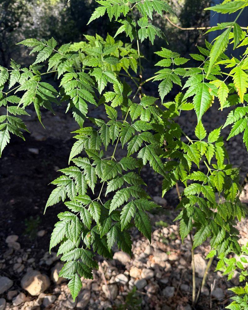 Chinaberry Tree (Melia azedarach)