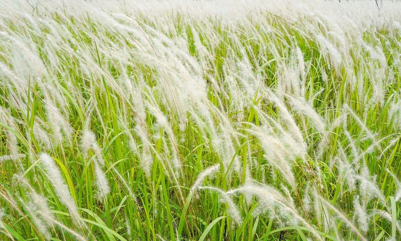 Cogongrass: The Underground Menace
