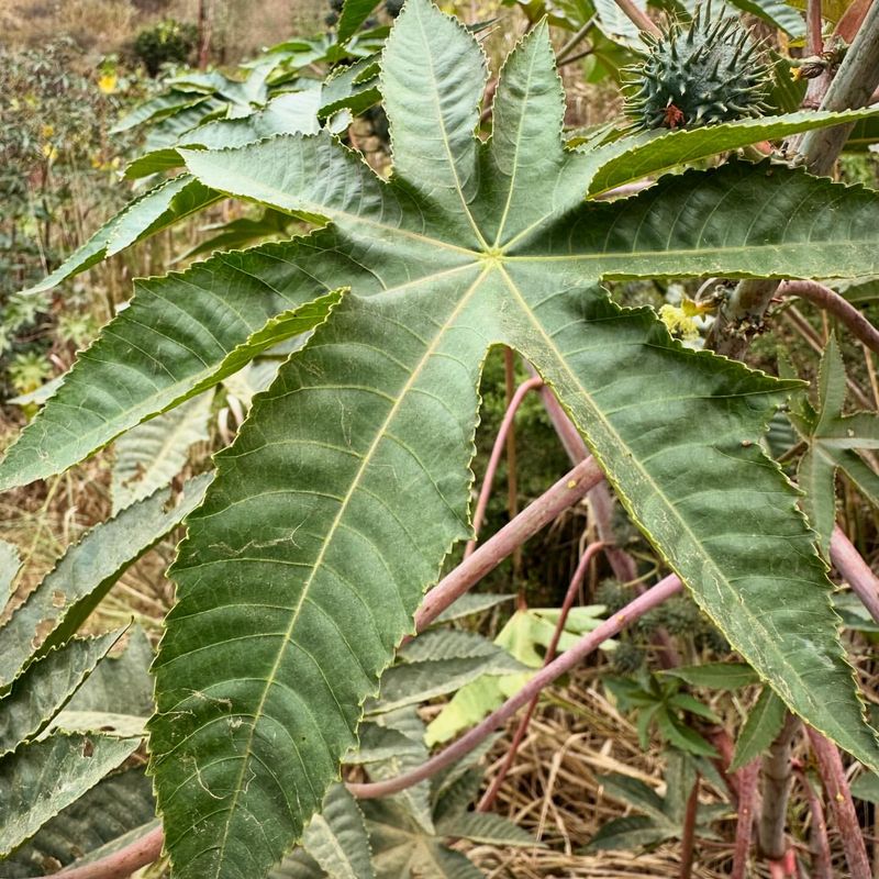 Castor Bean Plant