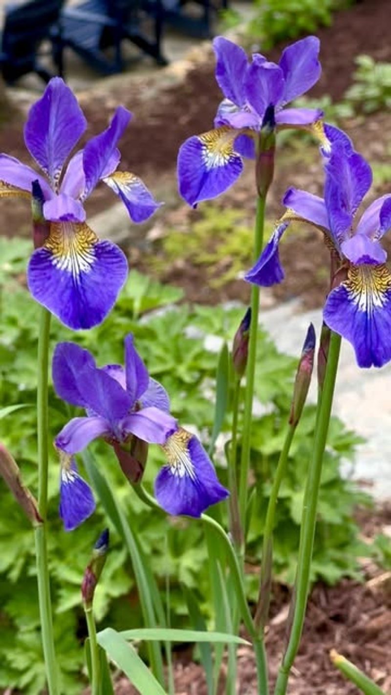 Irises: Van Gogh's Purple Passion