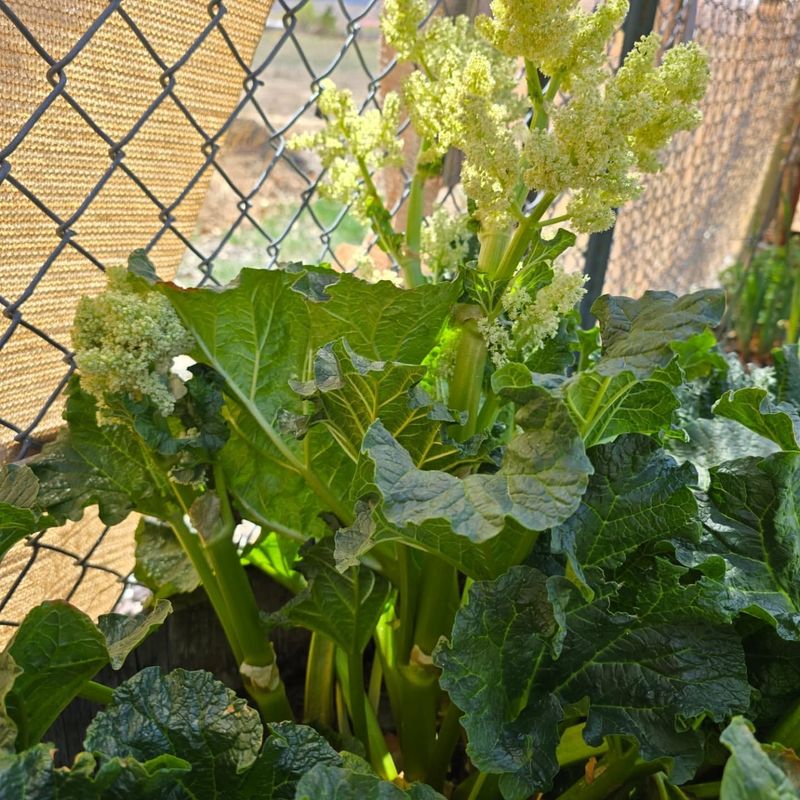 Choose Later-Flowering Varieties