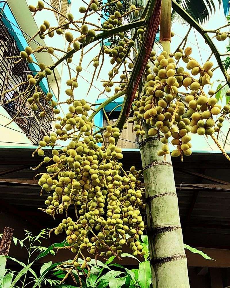 Betel Nut Palm