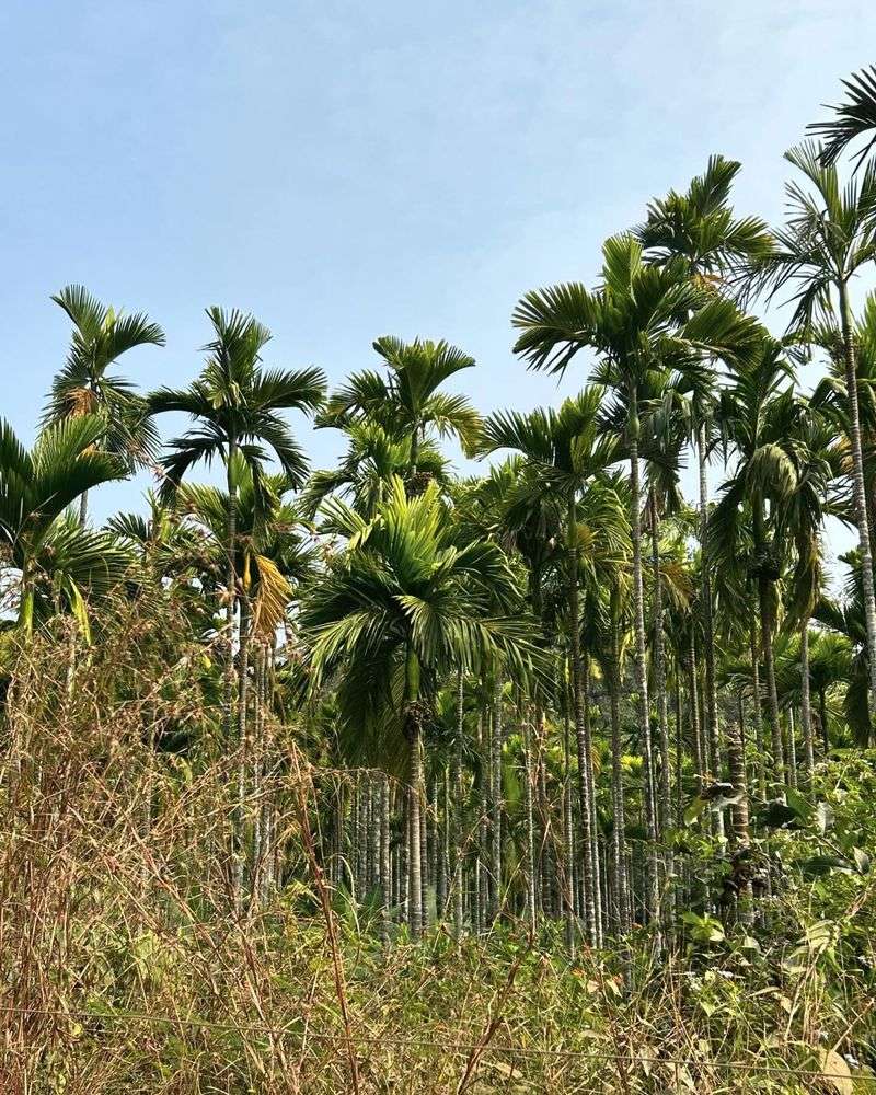 Betel Nut Palm