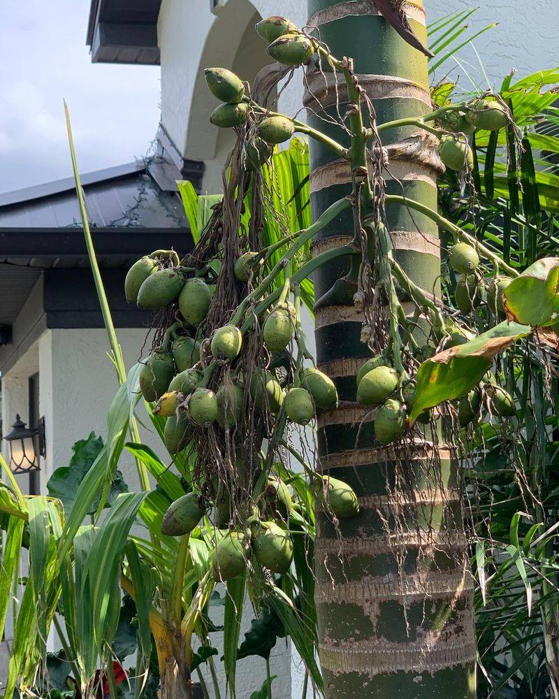 Betel Nut Palm