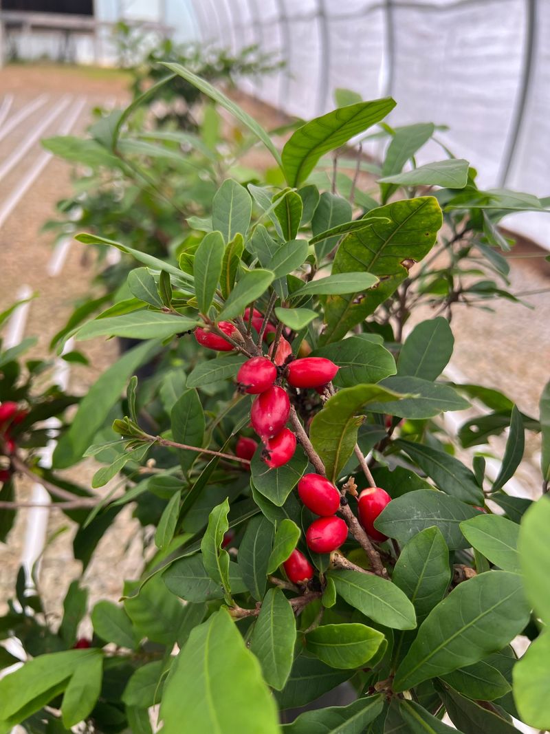 Miracle Fruit's Legal Complications