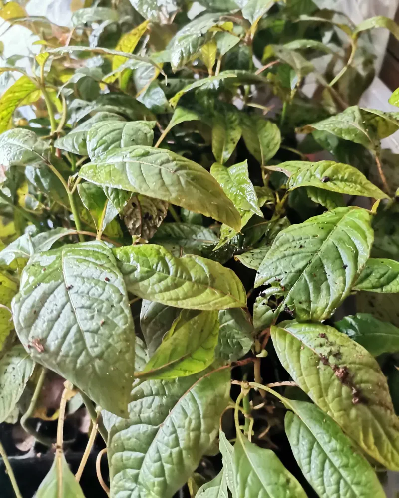 Kratom