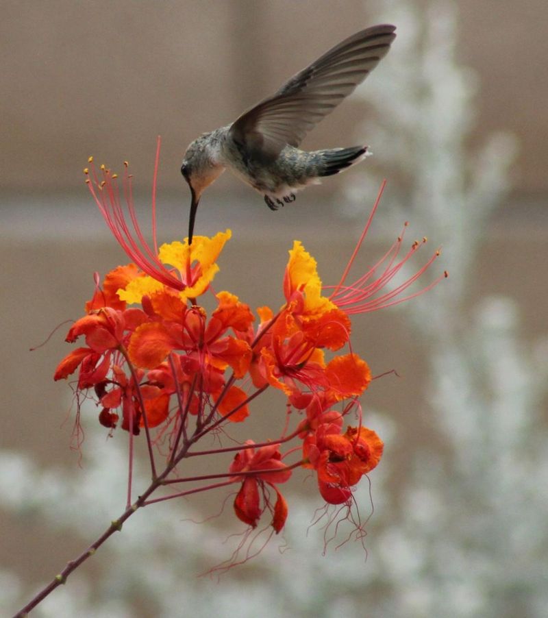 Butterfly And Hummingbird Magnet