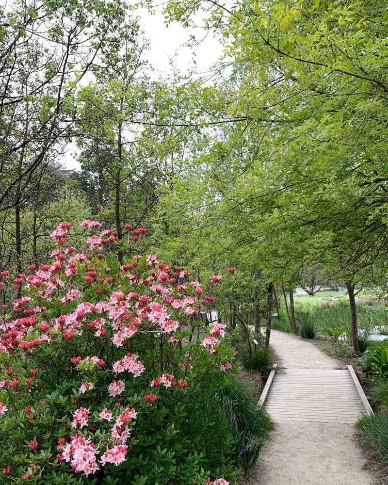 Native Plant Garden