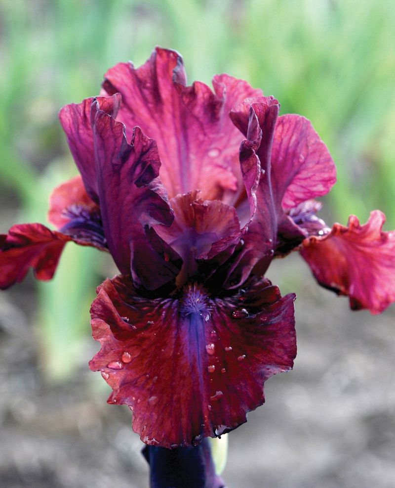 Forgetting To Plan For Fall Planting