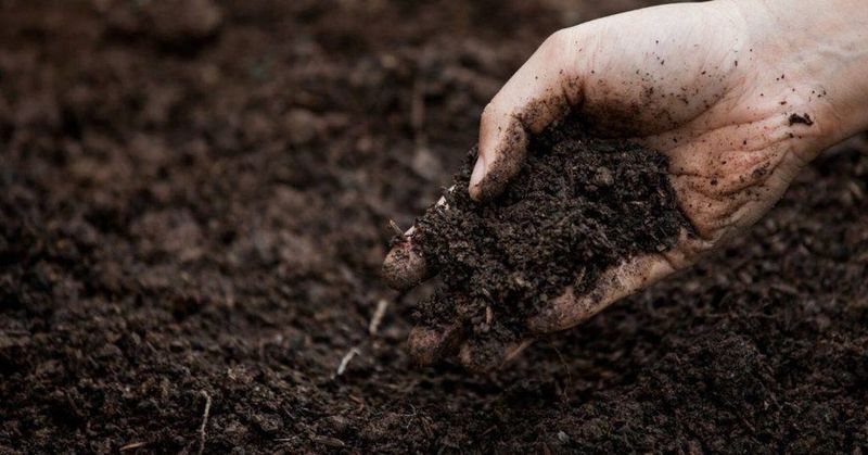 Ignoring Your Soil Quality