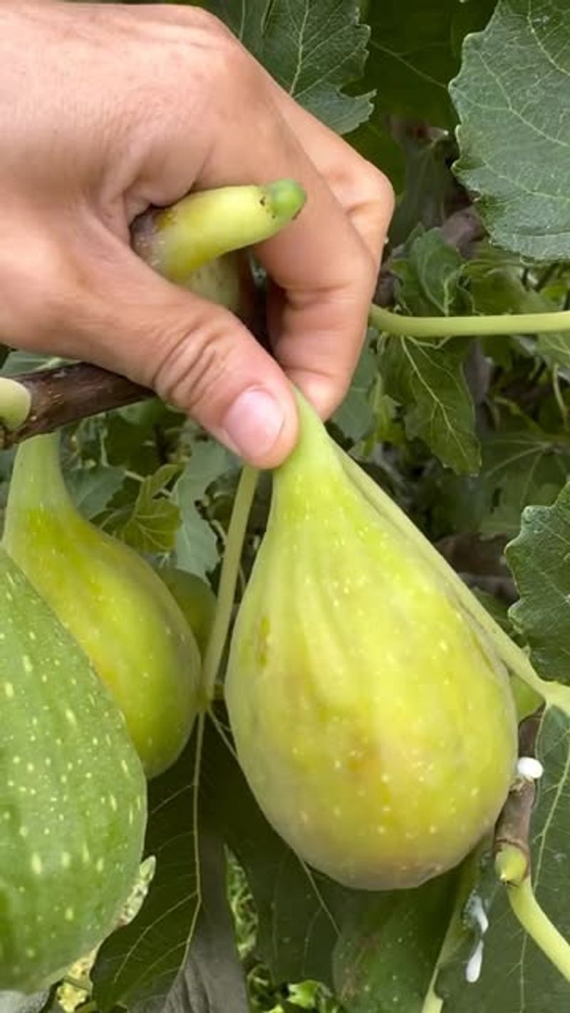 Figs