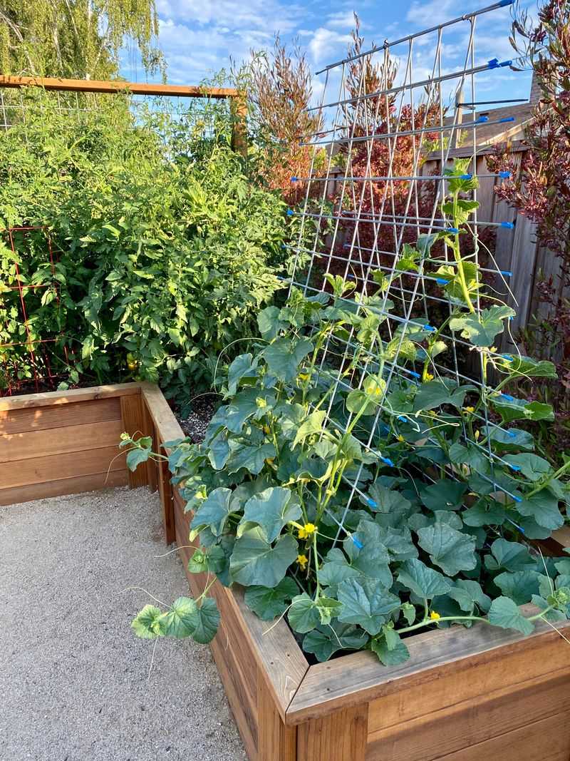 Cantaloupe