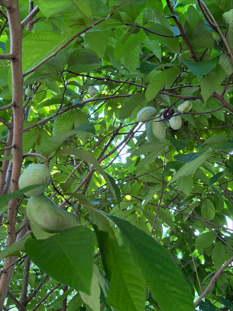 Pawpaw's Native Advantage