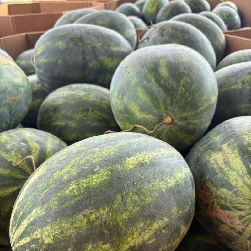 Cantaloupe