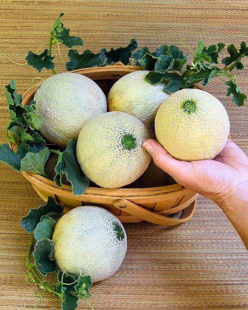 Cantaloupe
