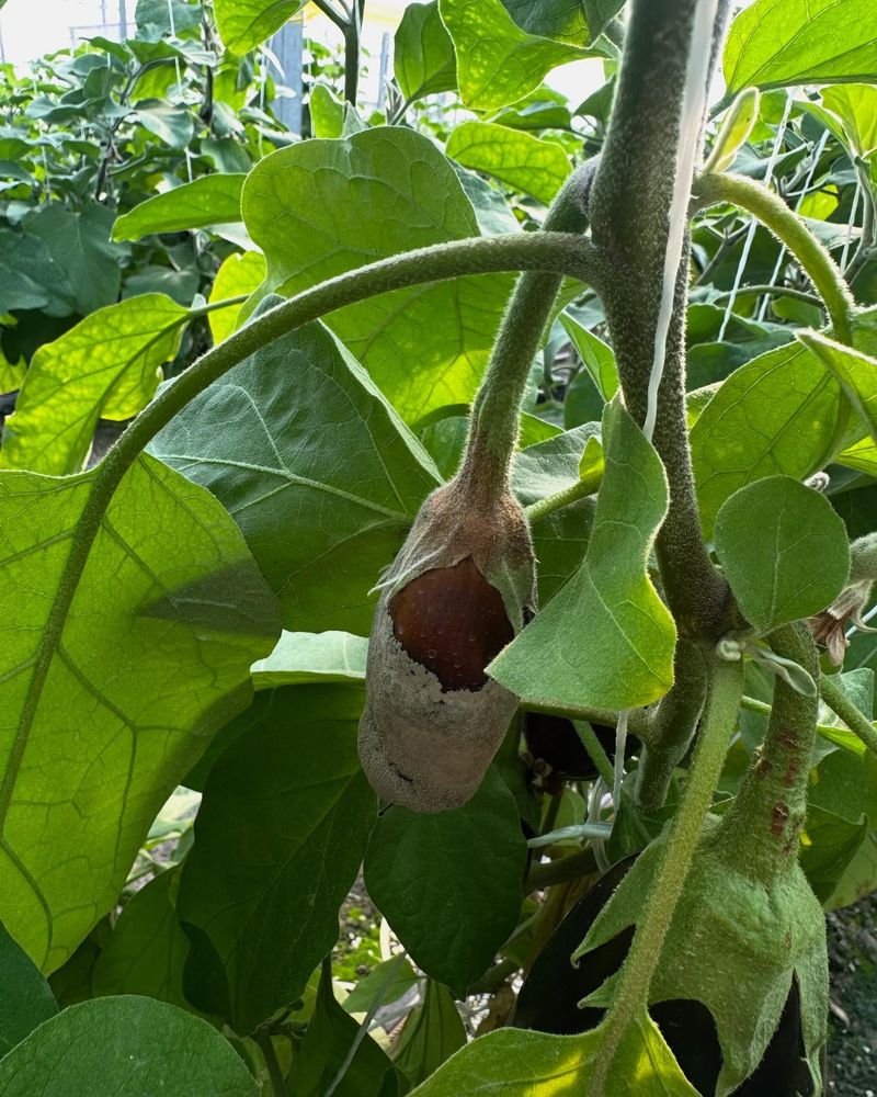 Eggplant With Verticillium Wilt