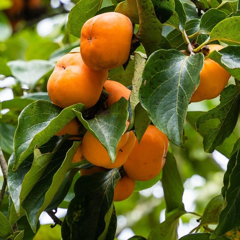 Persimmons