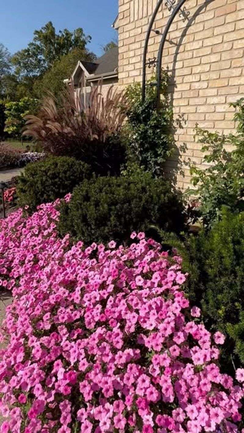 Supertunia Vista Bubblegum