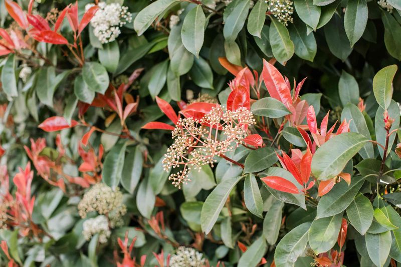 Red Tip Photinia (Photinia x fraseri)