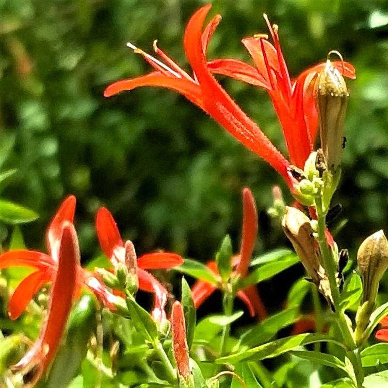 Flame Acanthus Butterfly Haven