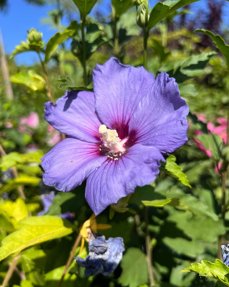 Hibiscus Syriacus