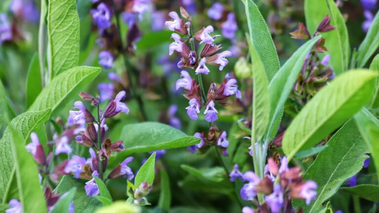 native sage (featured image)