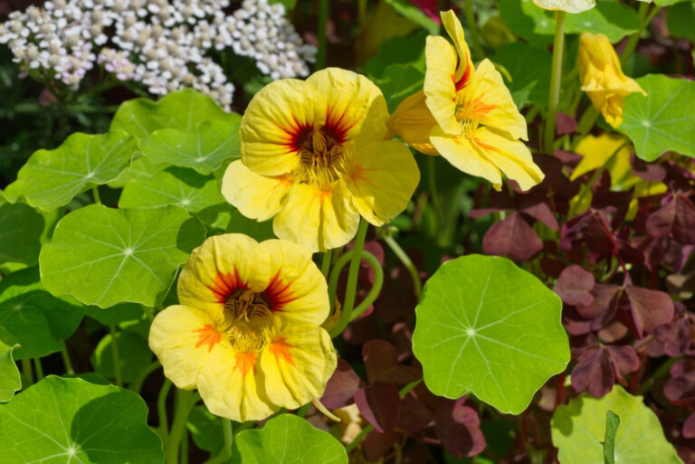 Blooming nasturtium (lat. Tropaeolum) on a flower bed close-up (featured image)