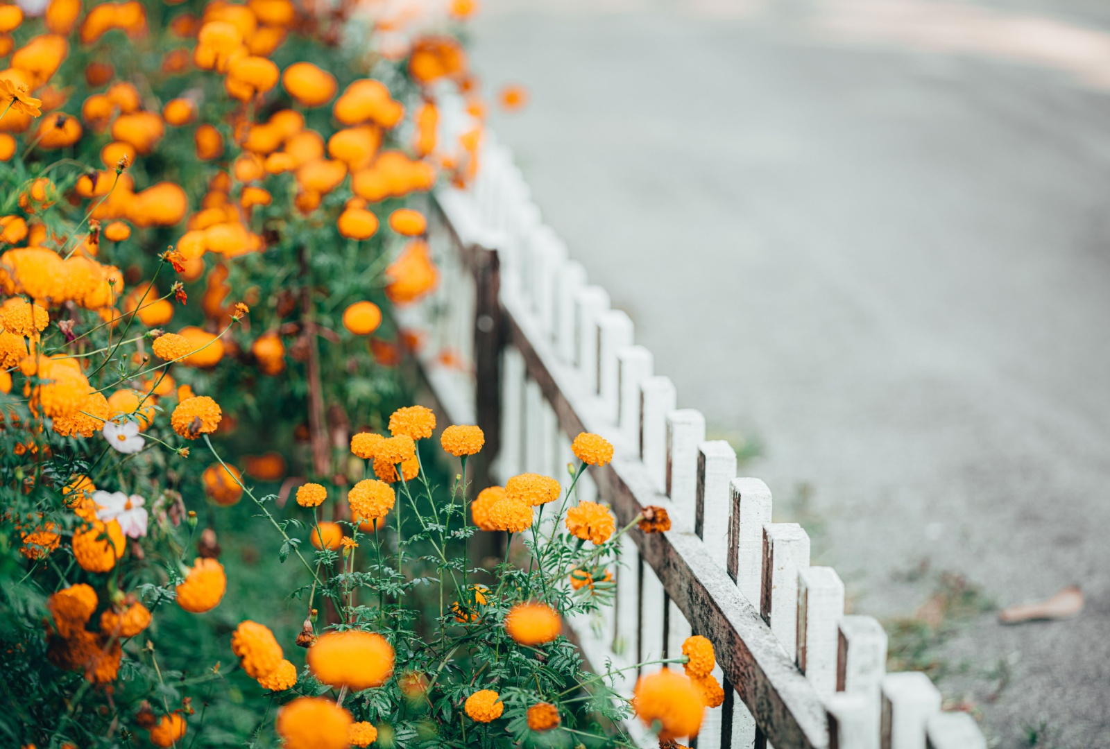 Ways Charleston Gardens Could Use Chaotic Wildflower Borders This Fall
