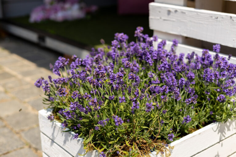 Lavender (featured image)