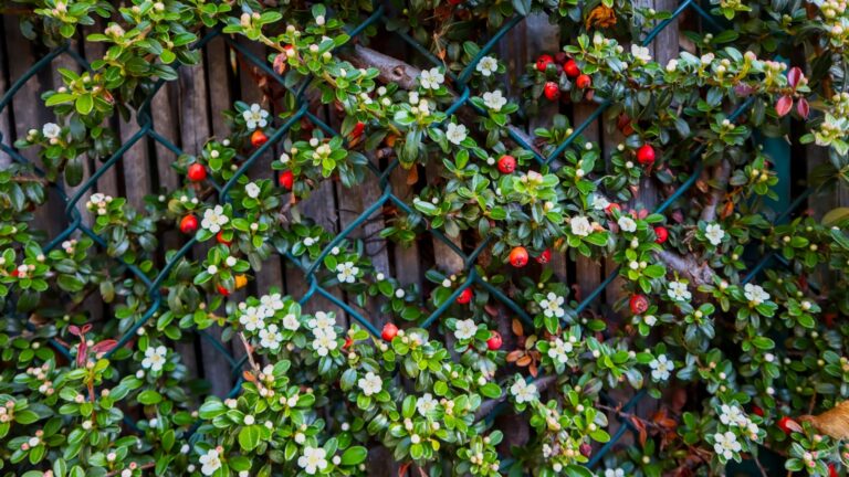 living fence berry vine
