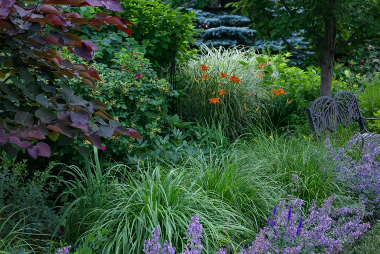 Seasonal splendor: This garden offers year round interest: Cercis canadensis 'Forest Pansy Redbud, Nepeta Walkers Low, a garden bench and green and white zebra grass (featured image)