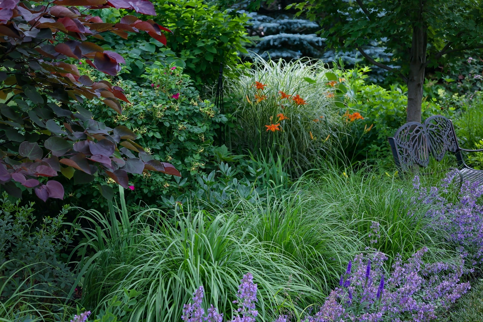 Ways Micro Forests May Change San Diego Home Landscapes This Fall