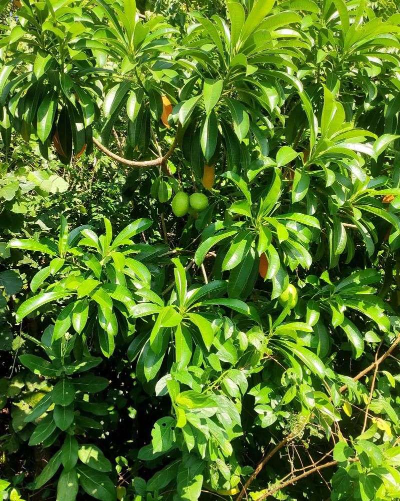 Drought-Resistant Havens