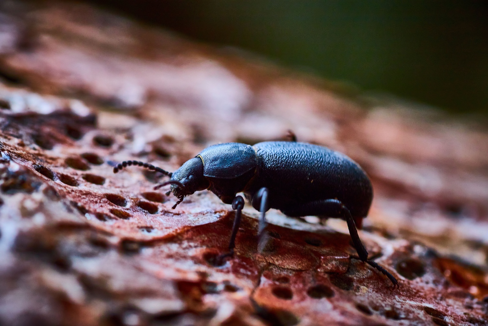 Ways Phoenix Homes Could Use Micro Forest Edges To Create Shade Pockets For Beetle Habitat