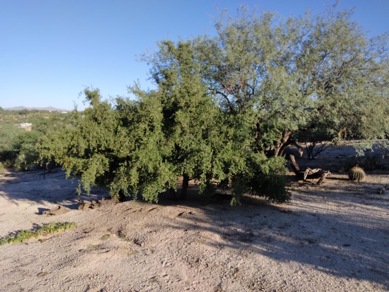 Layer Native Mesquite With Desert Hackberry