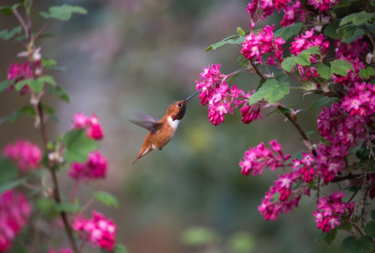 hummingbird feeds on a currant flower (featured image)