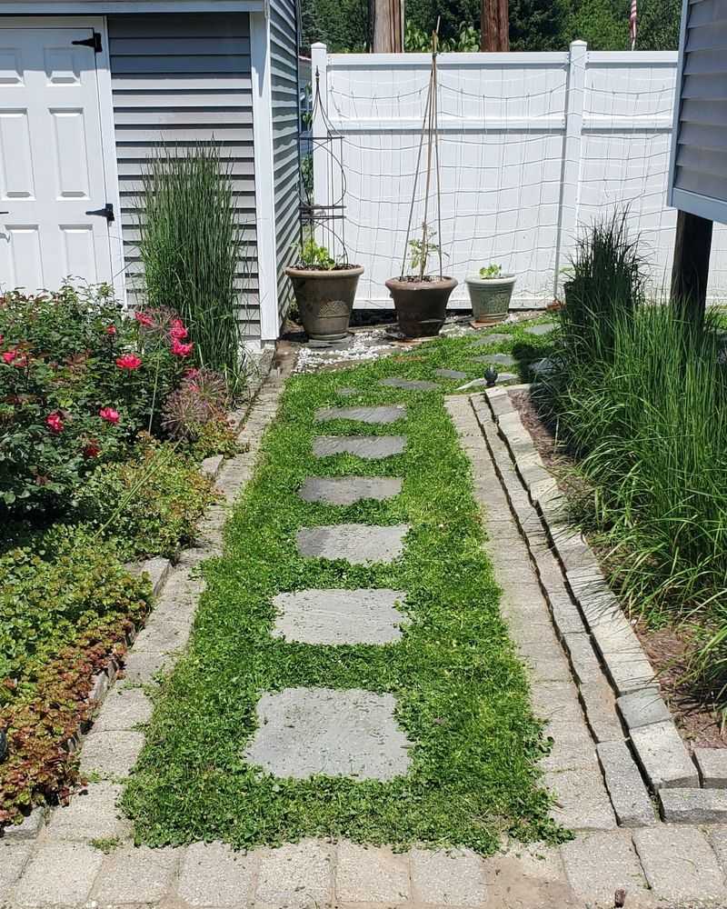 Start With Microclover For An Easy Transition