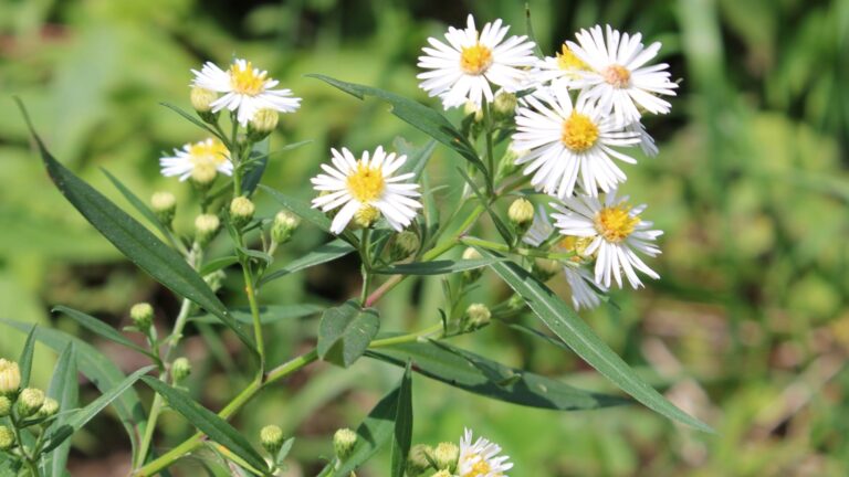 wild aster flowers (featured image)