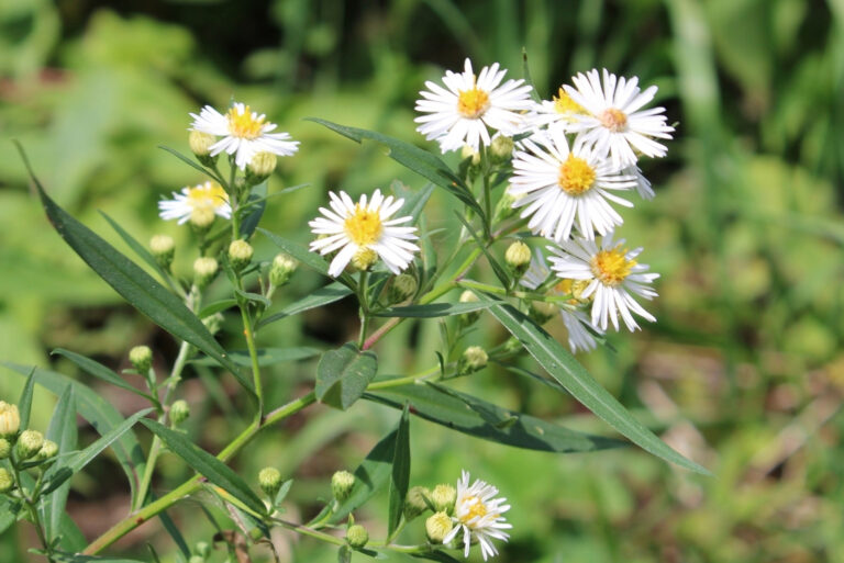 wild aster (featured image)