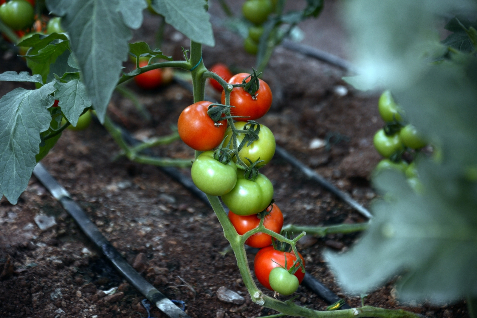 Ways Smart Systems May Help Seattle Homes Grow More Tomatoes Into Fall