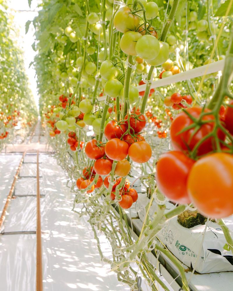 Automated Greenhouse Controls