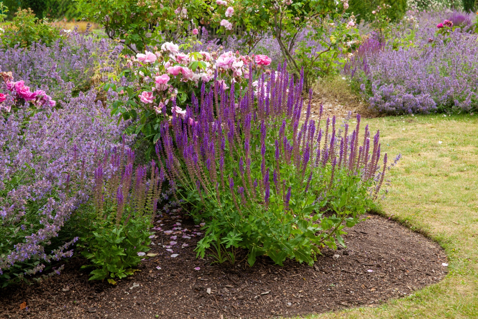 roses and herbs