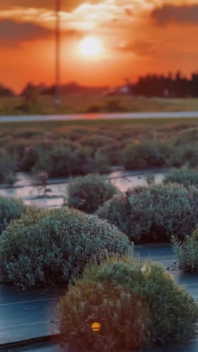 Evening Meditation Spots