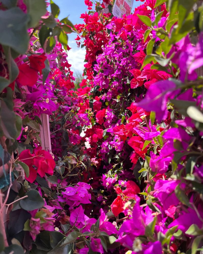 Plant Colorful Tropical Flowers