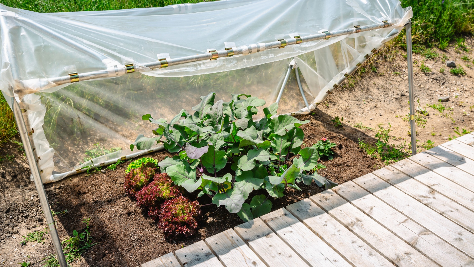 Ways To Keep Your Garden Thriving In Hot Weather